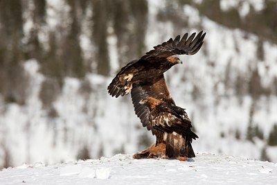 BUITEN BEELD Foto: 88741
