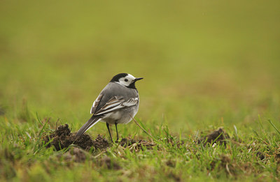 BUITEN BEELD Foto: 88768