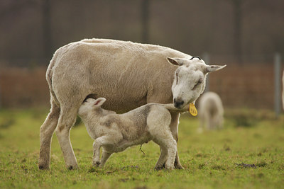 BUITEN BEELD Foto: 88769