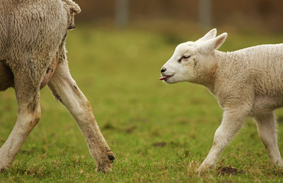 BUITEN BEELD Foto: 88772