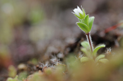 BUITEN BEELD Foto: 88781