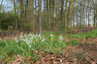BUITEN BEELD Foto: 88789