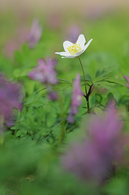 BUITEN BEELD Foto: 88792