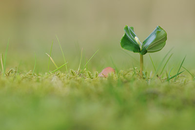 BUITEN BEELD Foto: 88795