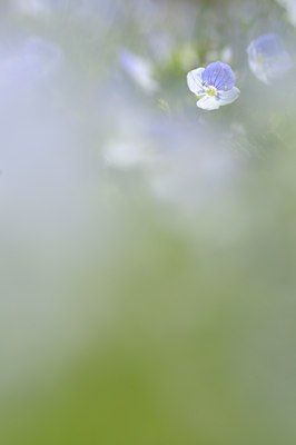 BUITEN BEELD Foto: 88803