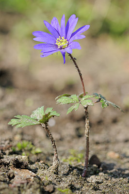 BUITEN BEELD Foto: 88807