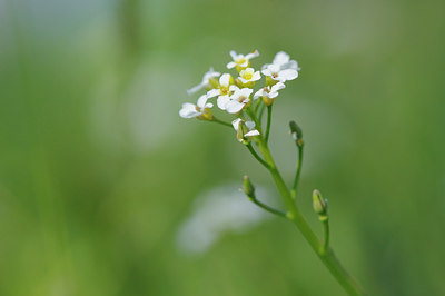 BUITEN BEELD Foto: 88808
