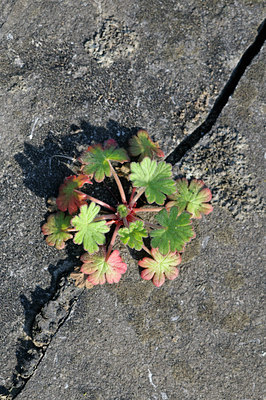 BUITEN BEELD Foto: 88816