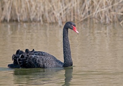 BUITEN BEELD Foto: 88831
