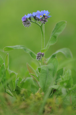 BUITEN BEELD Foto: 88845