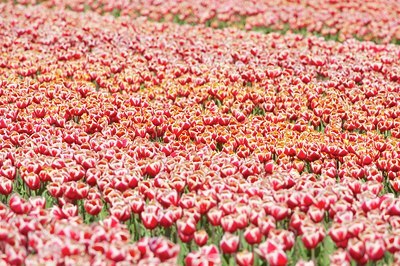 BUITEN BEELD Foto: 88868