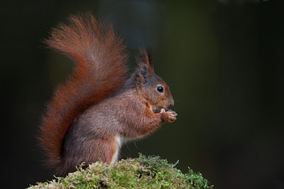 BUITEN BEELD Foto: 88885