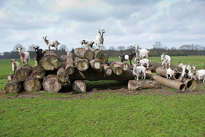 BUITEN BEELD Foto: 88915