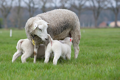 BUITEN BEELD Foto: 88917