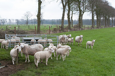 BUITEN BEELD Foto: 88918