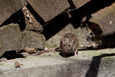 BUITEN BEELD Foto: 88933