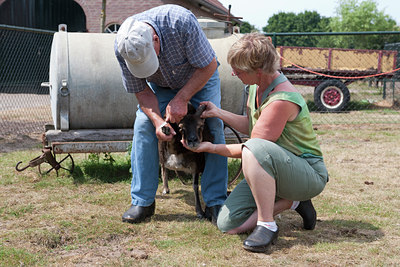 BUITEN BEELD Foto: 88935