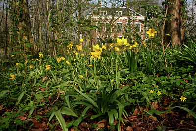 BUITEN BEELD Foto: 88951