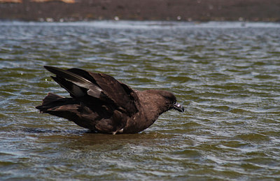 BUITEN BEELD Foto: 8047