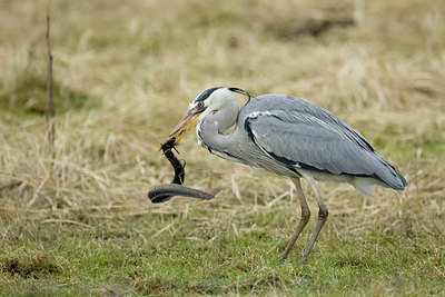 BUITEN BEELD Foto: 8075