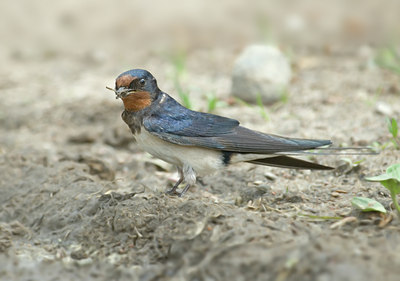 BUITEN BEELD Foto: 8117