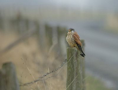 BUITEN BEELD Foto: 8123
