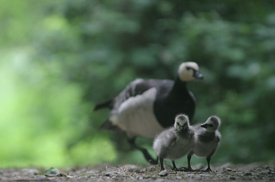 BUITEN BEELD Foto: 8138