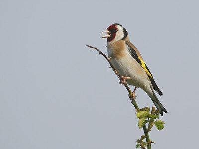 BUITEN BEELD Foto: 8191