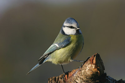 BUITEN BEELD Foto: 8253