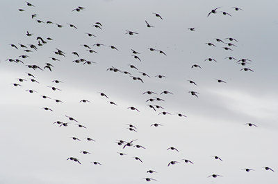 BUITEN BEELD Foto: 8353