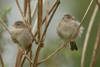 BUITEN BEELD Foto: 8420