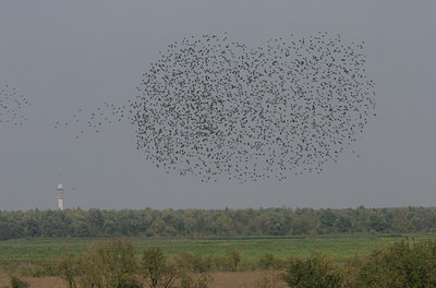 BUITEN BEELD Foto: 8425