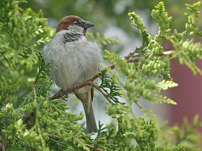 BUITEN BEELD Foto: 8444
