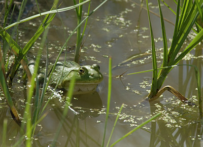 BUITEN BEELD Foto: 8461