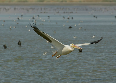 BUITEN BEELD Foto: 8466