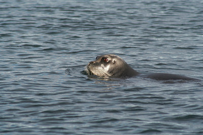 BUITEN BEELD Foto: 8471