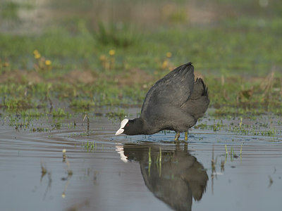 BUITEN BEELD Foto: 8494