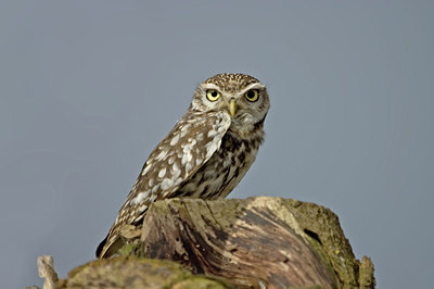 BUITEN BEELD Foto: 8507