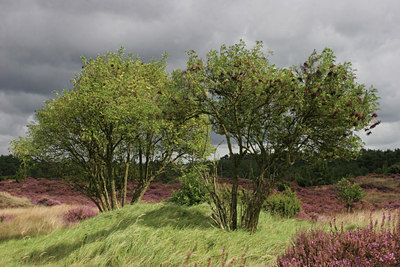 BUITEN BEELD Foto: 8532