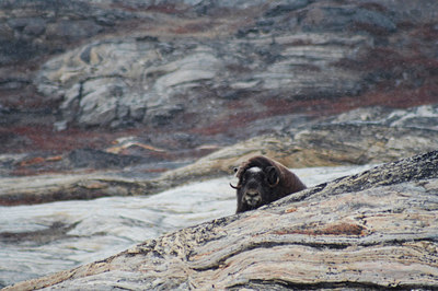 BUITEN BEELD Foto: 8572