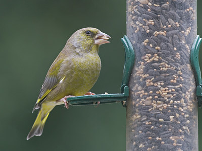 BUITEN BEELD Foto: 8623