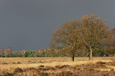 BUITEN BEELD Foto: 8641