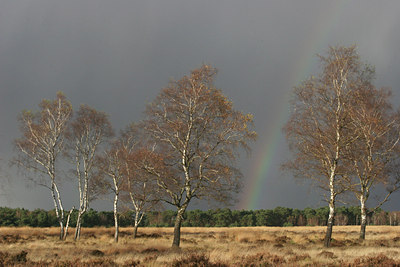 BUITEN BEELD Foto: 8643