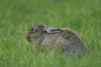 BUITEN BEELD Foto: 8651