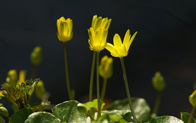BUITEN BEELD Foto: 8652