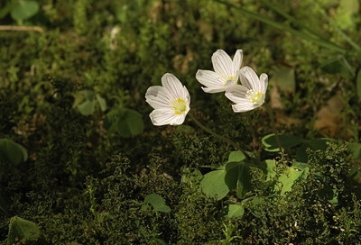 BUITEN BEELD Foto: 8692