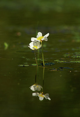 BUITEN BEELD Foto: 8694