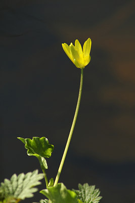 BUITEN BEELD Foto: 8704