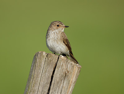 BUITEN BEELD Foto: 8715
