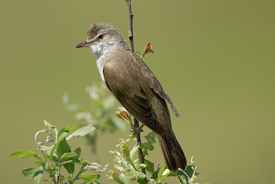 BUITEN BEELD Foto: 8723